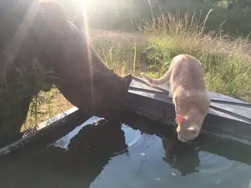 Rescued Ginger Cat Bonds With a Very Unusual Friend 2