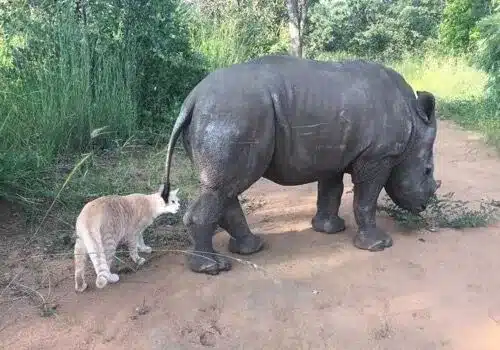 Rescued Ginger Cat Bonds With a Very Unusual Friend 5