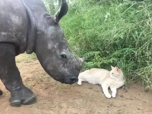 Rescued Ginger Cat Bonds With a Very Unusual Friend 6