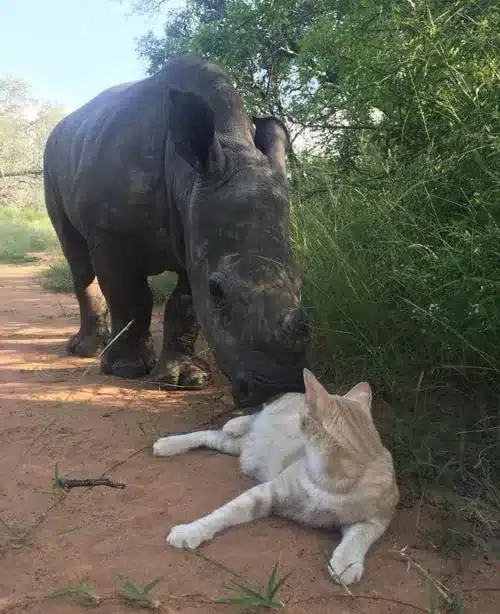 Rescued Ginger Cat Bonds With a Very Unusual Friend 7