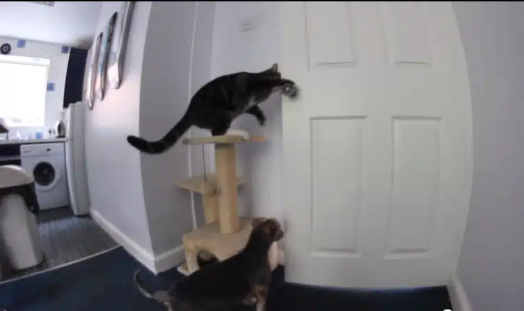 Smart Cat Helps the Dog's Escape 1
