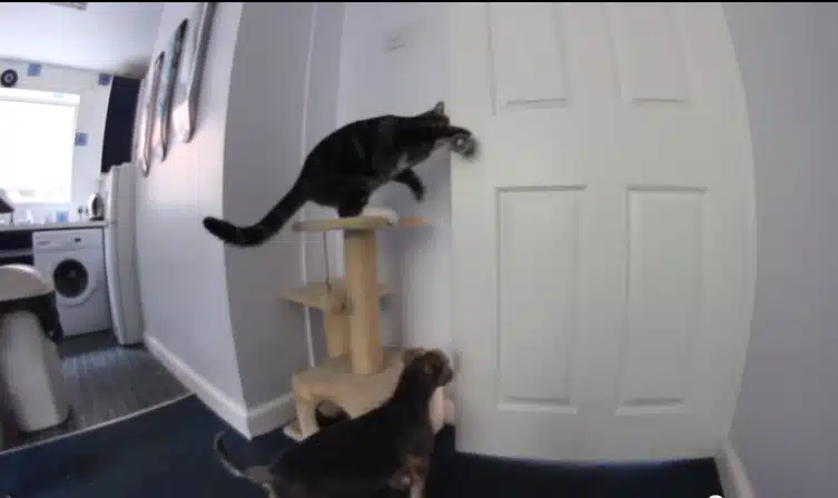 Smart Cat Helps the Dog’s Escape!