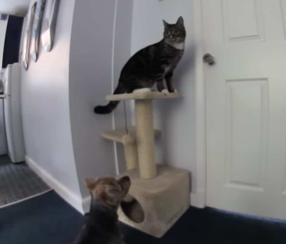 Smart Cat Helps the Dog's Escape 2