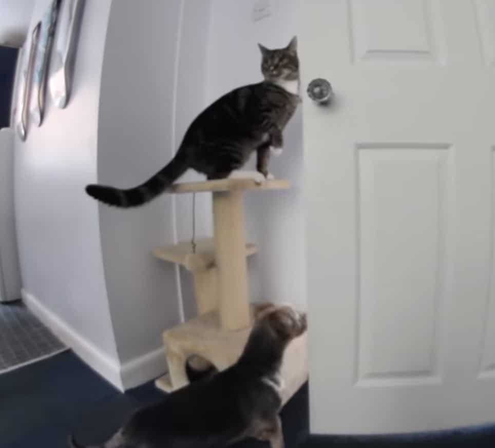 Smart Cat Helps the Dog's Escape 3