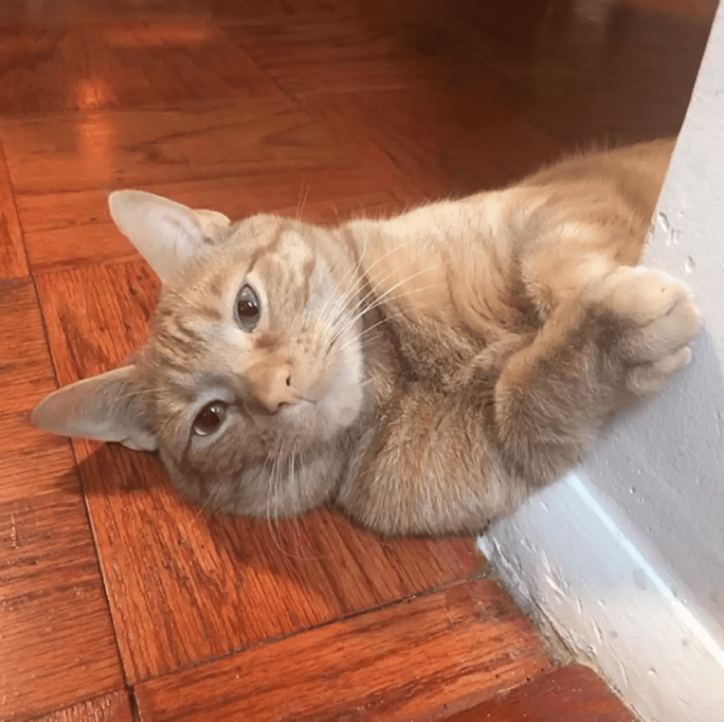 Sneaky Fridge-Raiding Cat is unaware that his family is watching on him 1