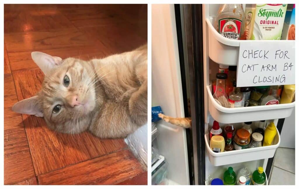 Sneaky Fridge-Raiding Cat is unaware that his family is watching on him ...