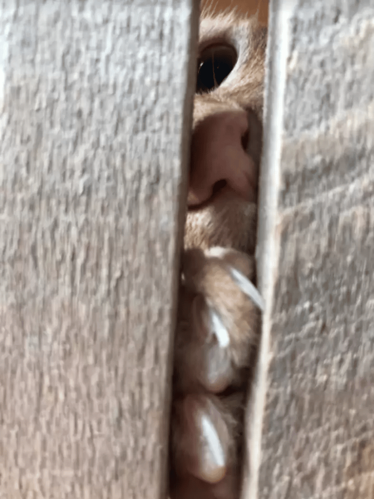 Sneaky Fridge-Raiding Cat is unaware that his family is watching on him 2