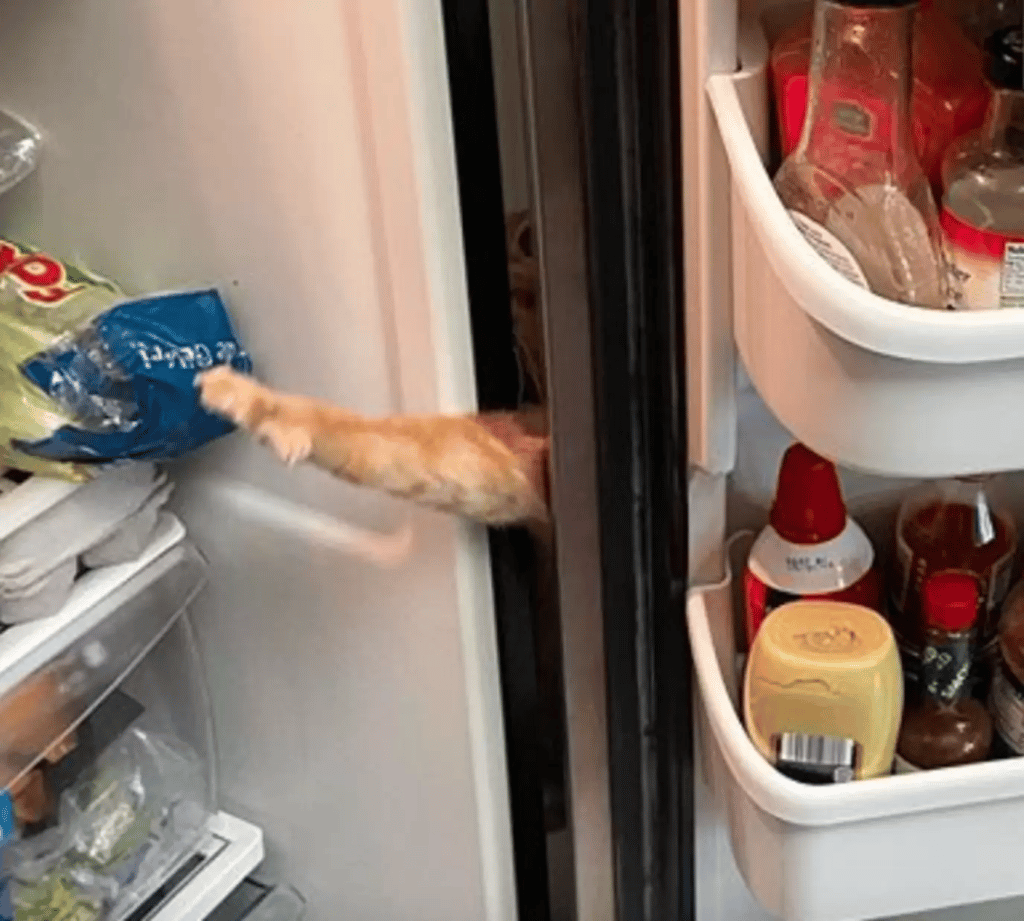Sneaky Fridge-Raiding Cat is unaware that his family is watching on him 3