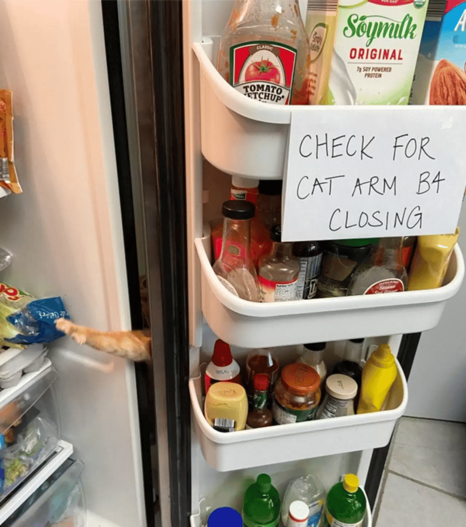 Sneaky Fridge-Raiding Cat is unaware that his family is watching on him 4