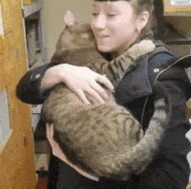 Snuggly Tabby Refuses To Let Go After Woman Hugs Cat In Pet Store 2