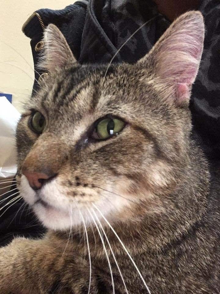 Snuggly Tabby Refuses To Let Go After Woman Hugs Cat In Pet Store 3