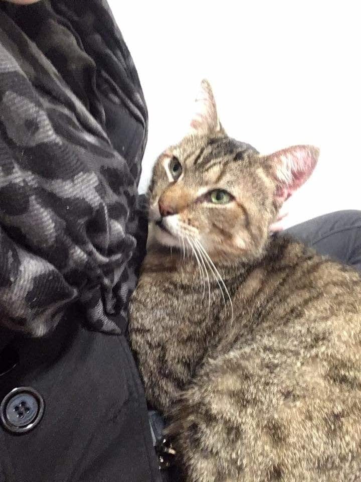 Snuggly Tabby Refuses To Let Go After Woman Hugs Cat In Pet Store 4