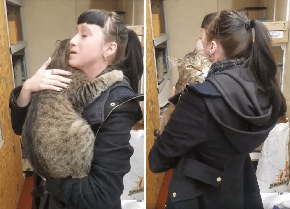 Snuggly Tabby Refuses To Let Go After Woman Hugs Cat In Pet Store 5