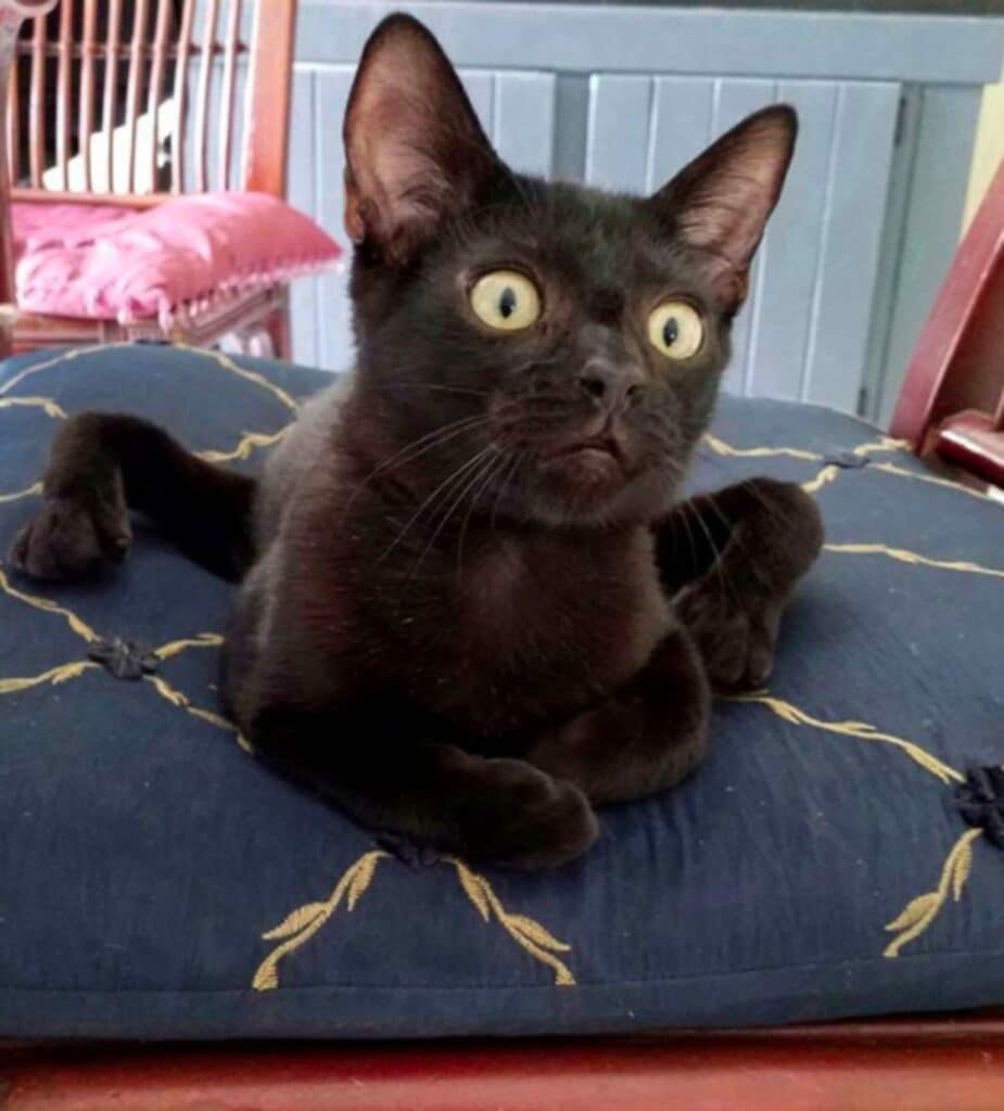 Special Rescue Cat Has A Spider-Like Appearance 4
