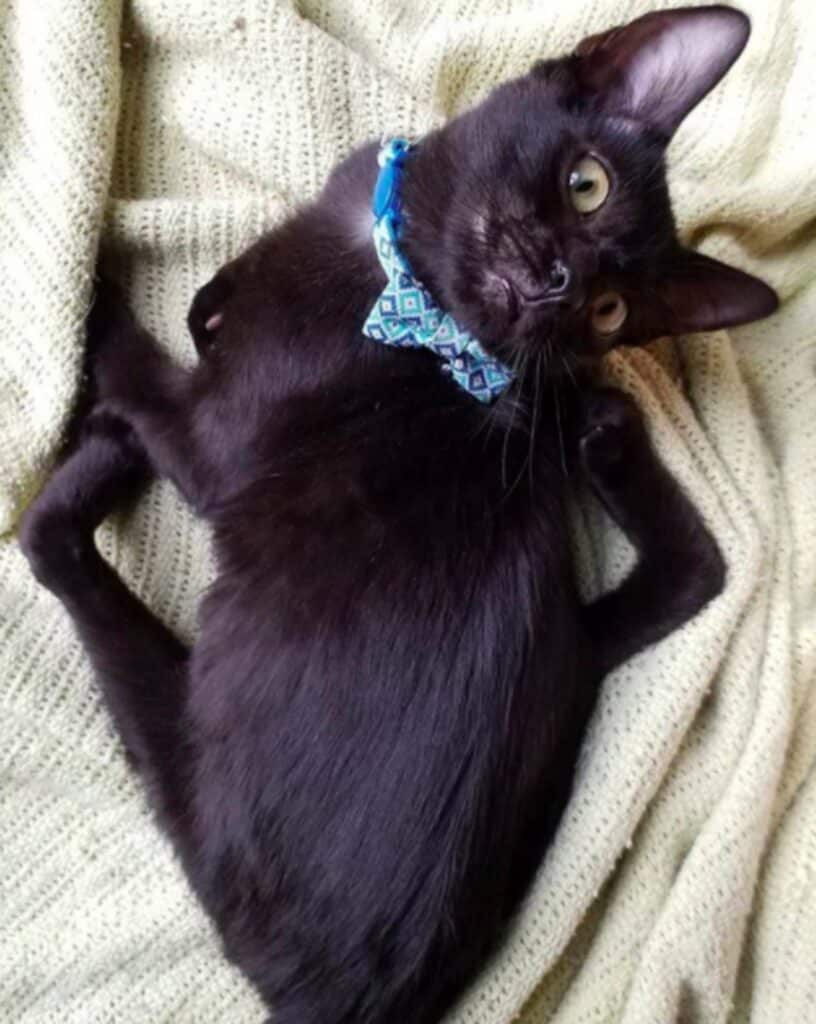 Special Rescue Cat Has A Spider-Like Appearance 5