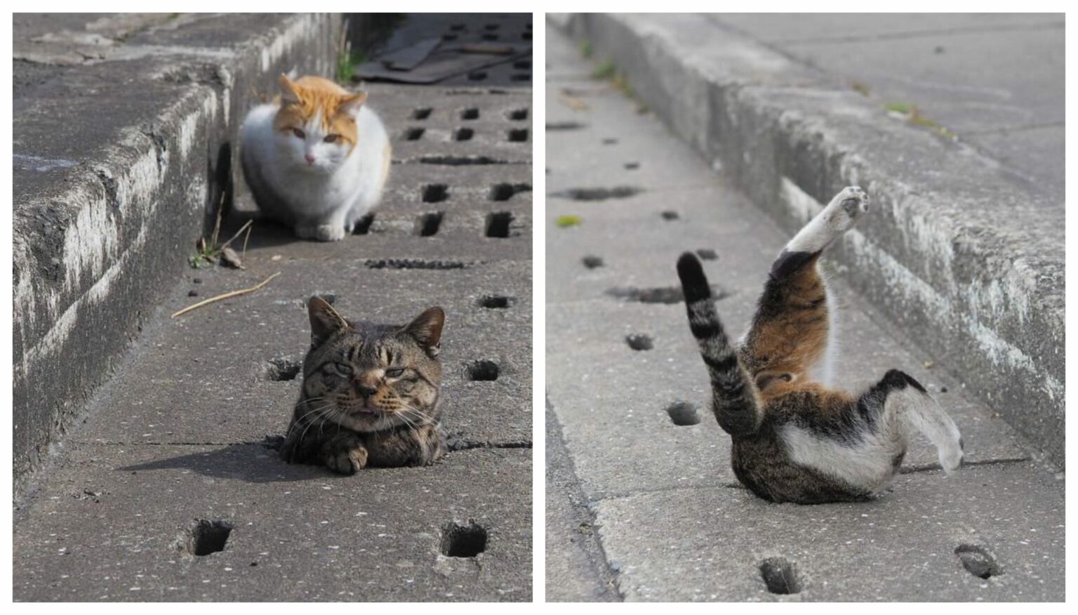 Stray cats find drain pipe holes and are now having the time of their lives Mykittenhouse