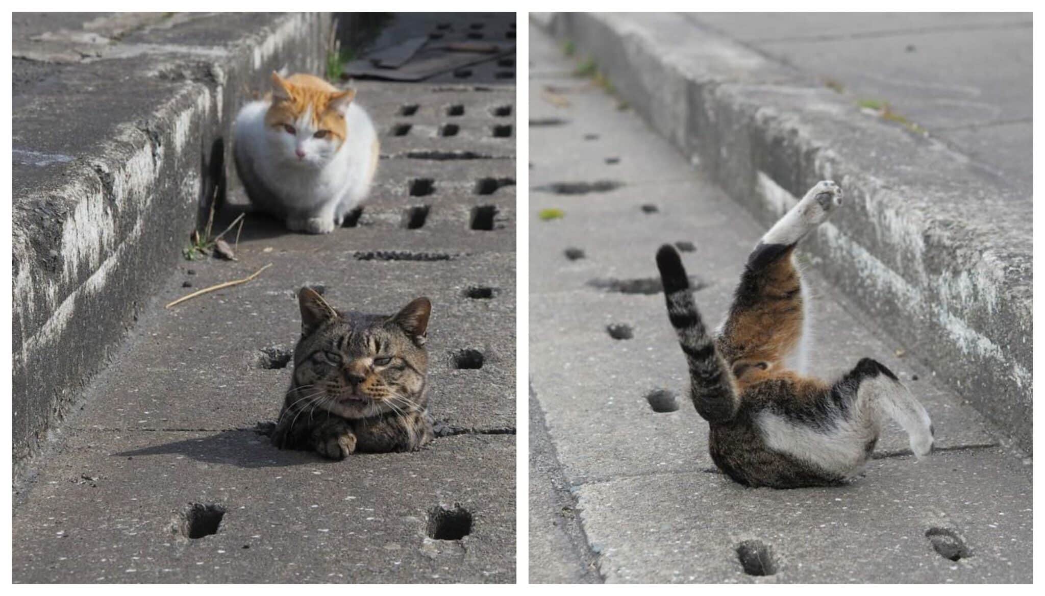 Stray cats find drain pipe holes and are now having the time of their