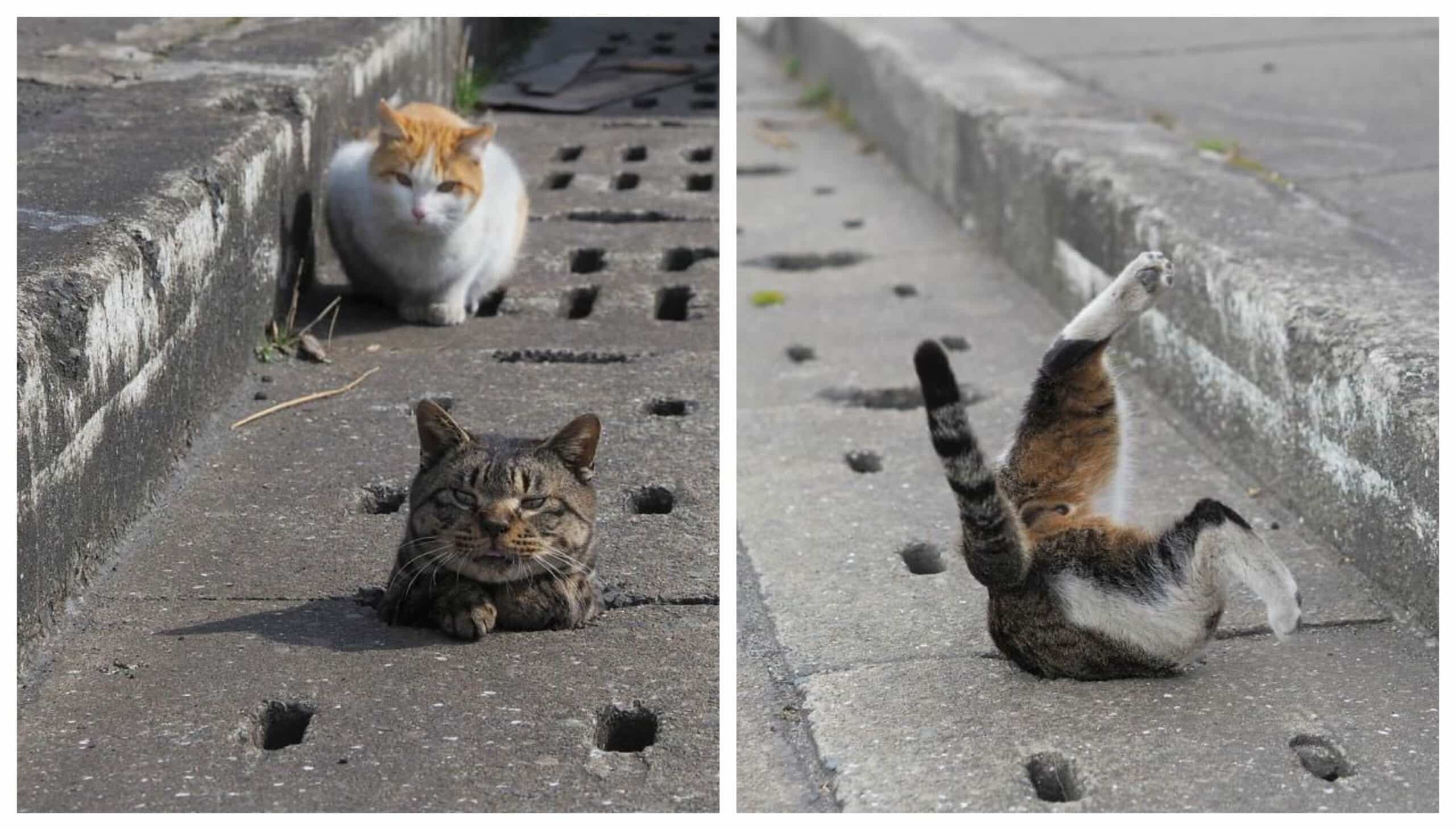 Stray cats find drain pipe holes and are now having the time of their lives
