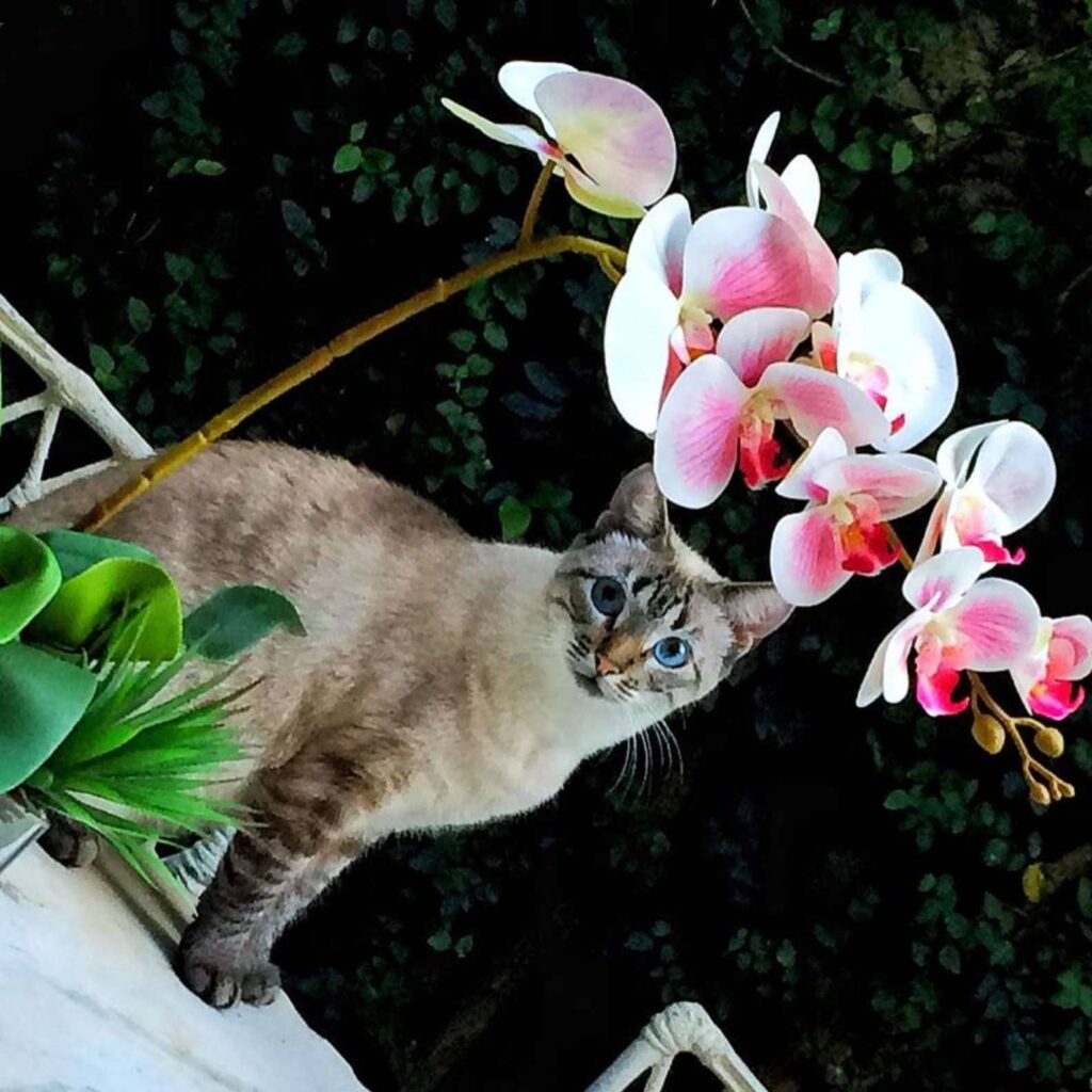 Sweet Cat Has Brought The Most Adorable And Special Gift For His Beloved Mother 1