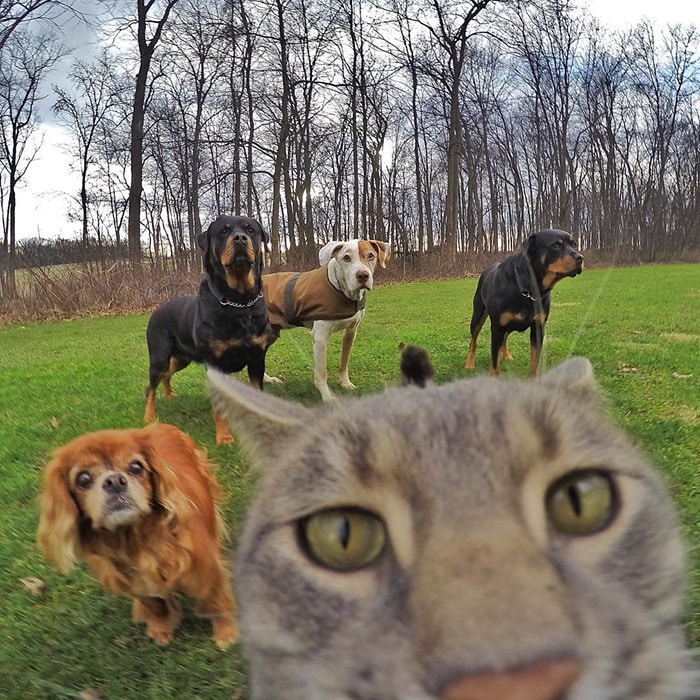 The Cat Who Can Take Better Selfies Than Us 1
