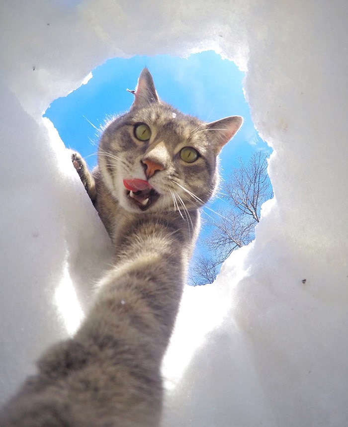The Cat Who Can Take Better Selfies Than Us 10