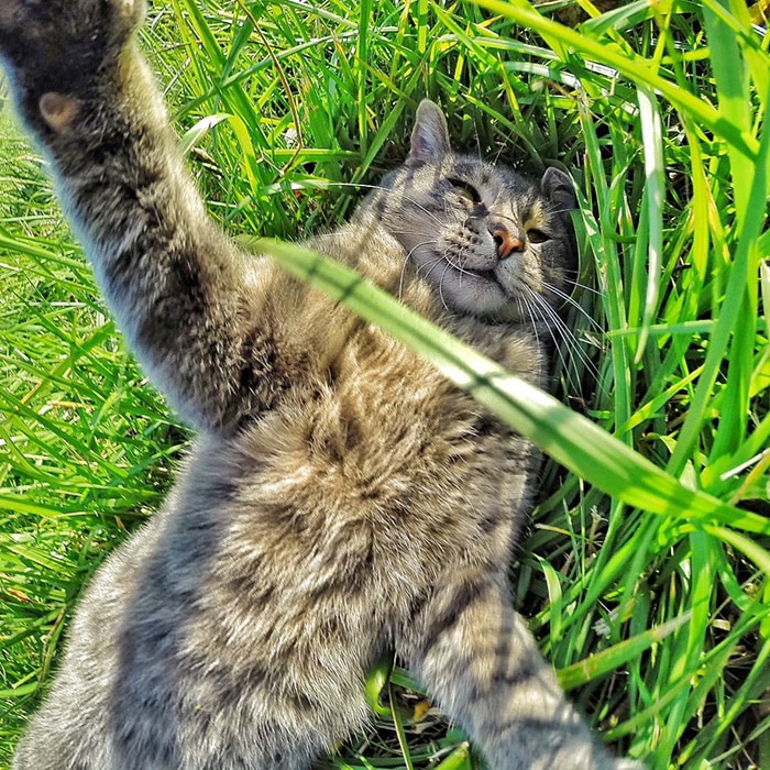 The Cat Who Can Take Better Selfies Than Us 11