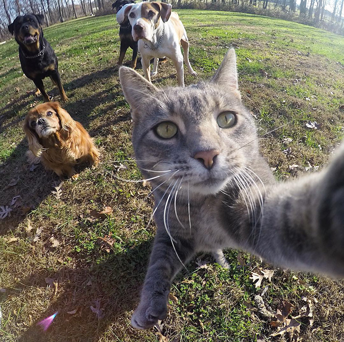 The Cat Who Can Take Better Selfies Than Us 2