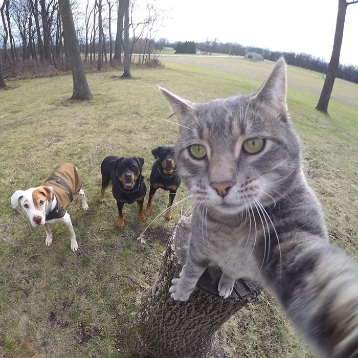 The Cat Who Can Take Better Selfies Than Us 3
