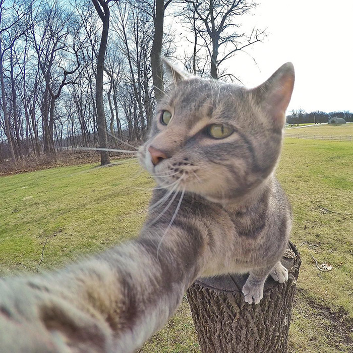 The Cat Who Can Take Better Selfies Than Us 4