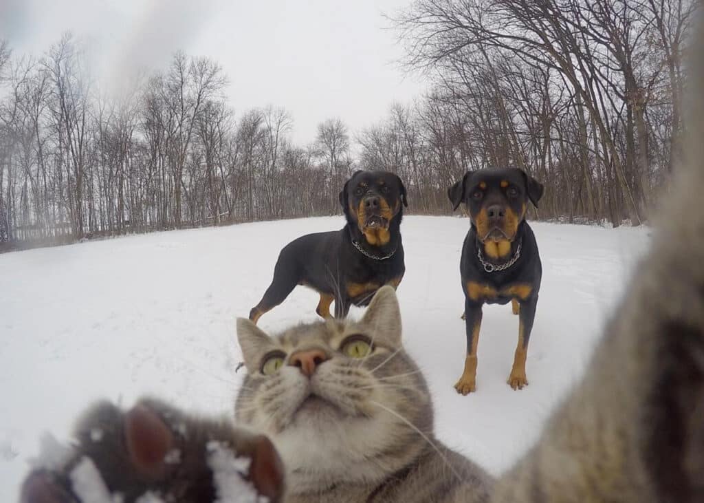 The Cat Who Can Take Better Selfies Than Us 5