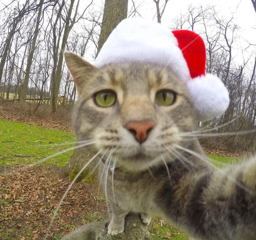 The Cat Who Can Take Better Selfies Than Us 6