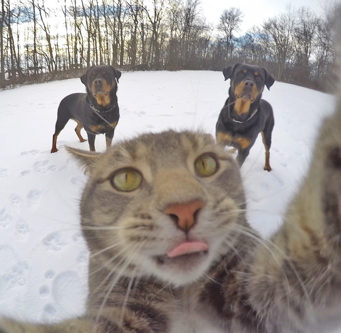 The Cat Who Can Take Better Selfies Than Us 7