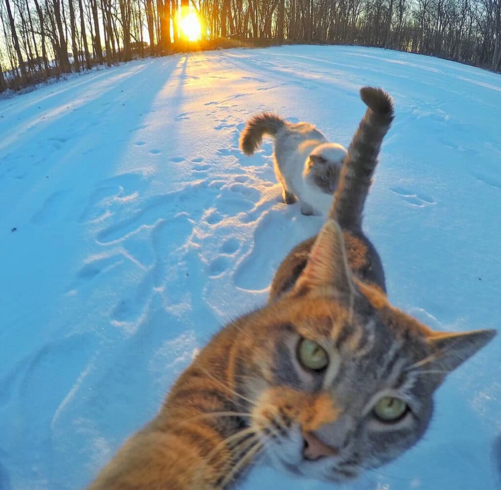 The Cat Who Can Take Better Selfies Than Us 8