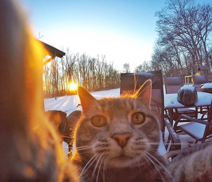 The Cat Who Can Take Better Selfies Than Us 9