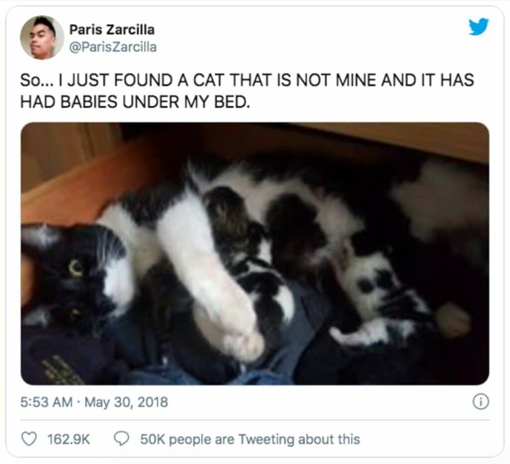 The Cutest Update From The Man Who Never Thought He'd Be A Cat Dad 1