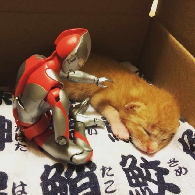 The Rescue Ginger Kitten Makes a Strange Friend to Grow Up With 2