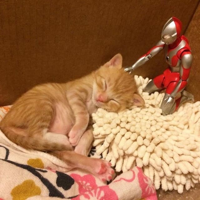 The Rescue Ginger Kitten Makes a Strange Friend to Grow Up With 3