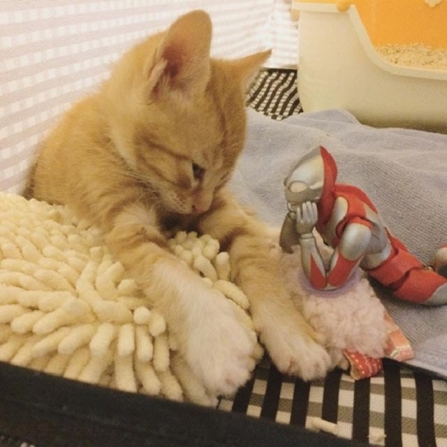 The Rescue Ginger Kitten Makes a Strange Friend to Grow Up With 7