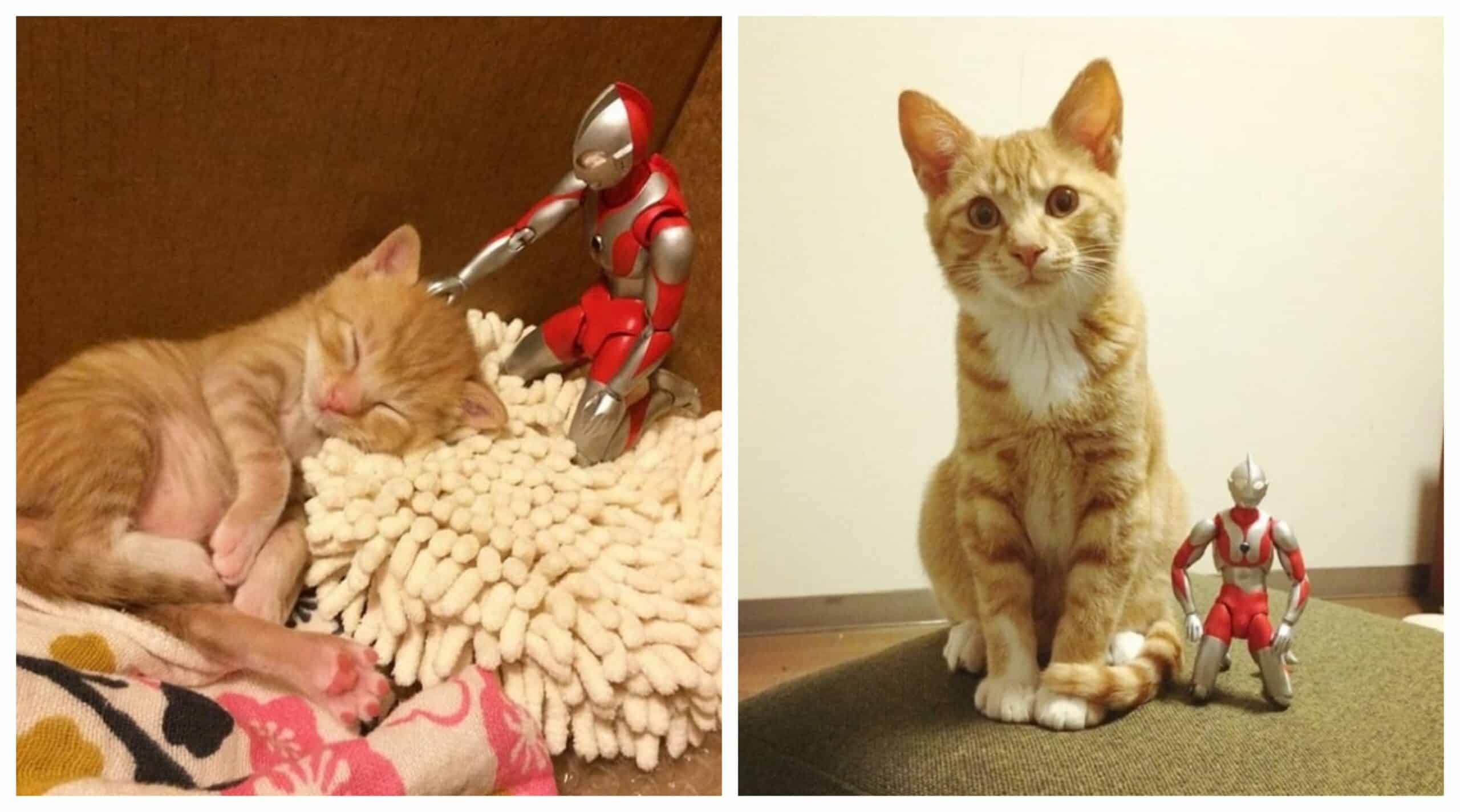 The Rescue Ginger Kitten Makes a Strange Friend to Grow Up With