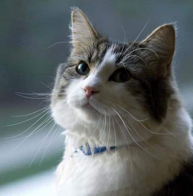 The medical staff cannot explain why this cat only shows up when someone is dying 2