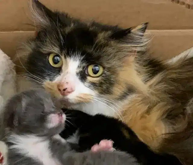 The stray cat refused aid until rescuers found her kittens 1