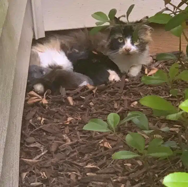 The stray cat refused aid until rescuers found her kittens 4