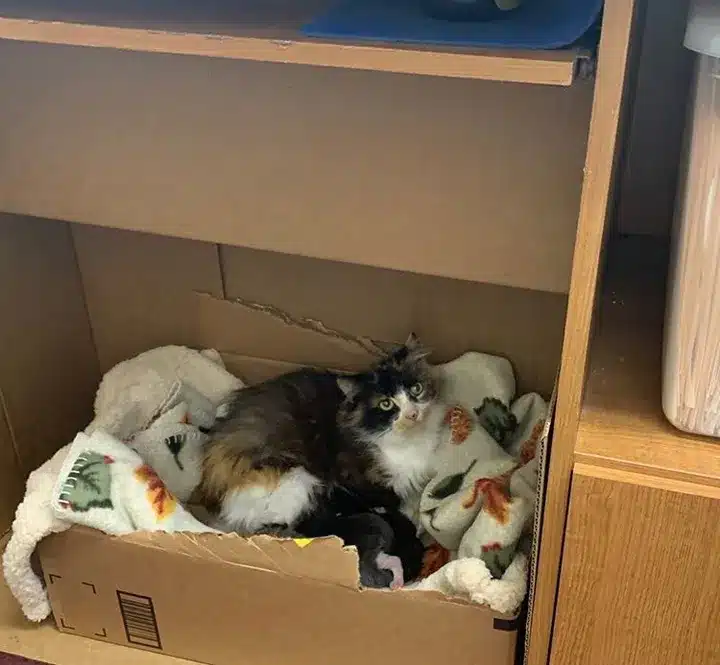The stray cat refused aid until rescuers found her kittens 5
