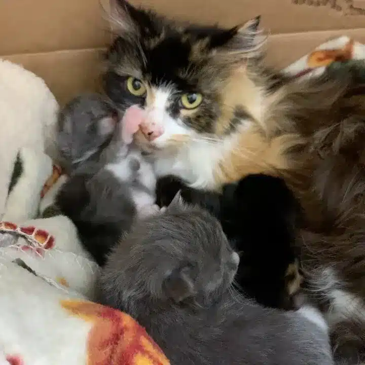 The stray cat refused aid until rescuers found her kittens 6