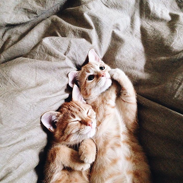 These beautiful kitten brothers were saved and adopted in the same home together 9