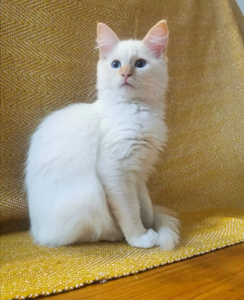 This Cute White Cat In The Clouds Has People In Shock 1