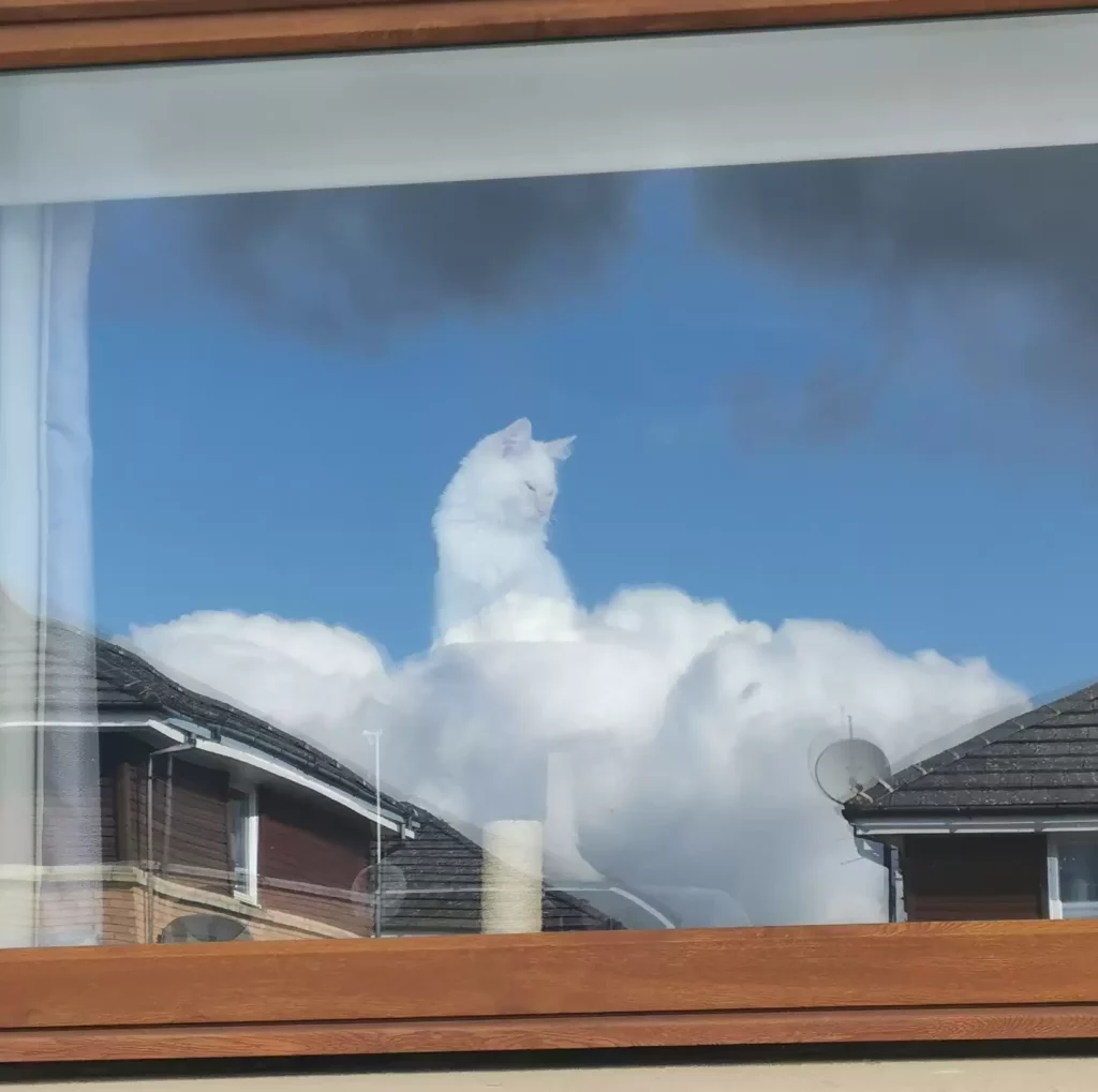 This Cute White Cat In The Clouds Has People In Shock 2