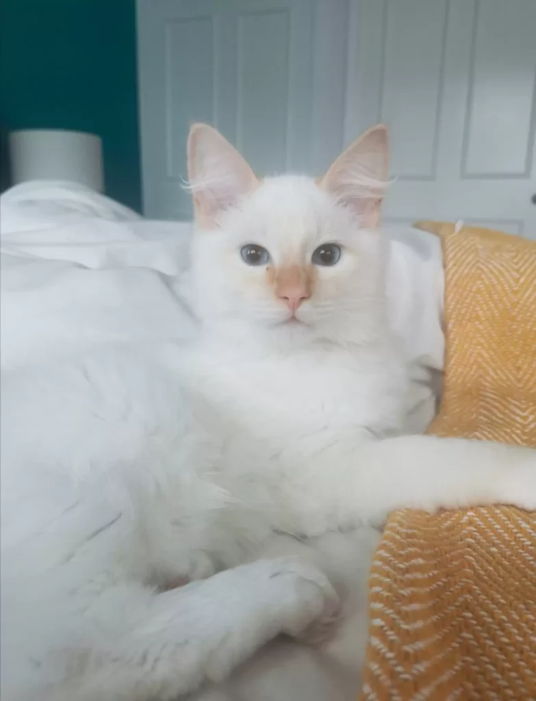 This Cute White Cat In The Clouds Has People In Shock 3