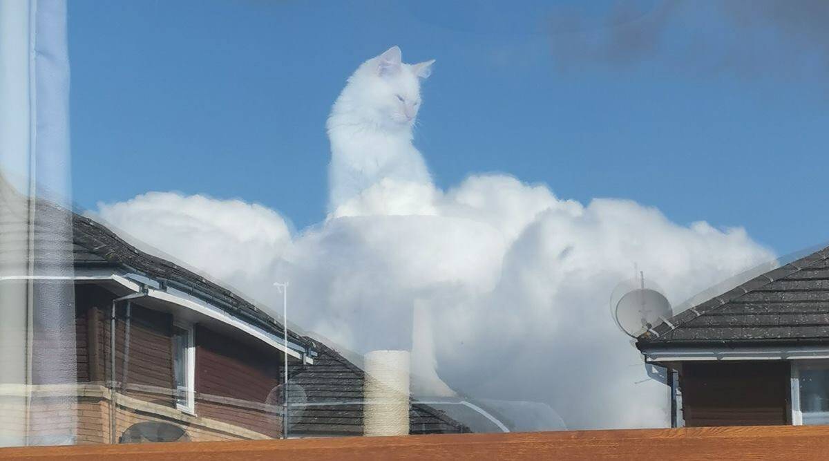 This Cute White Cat In The Clouds Has People In Shock