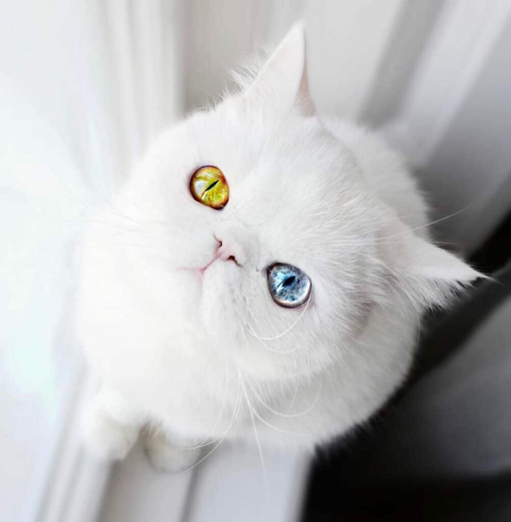 This Heterochromatic Cat Has More Instagram Followers Than You Do 1